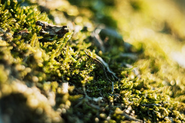 macro photo of green moss in early spring on a stone.