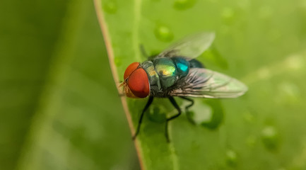 fly on leaf