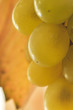 white grapes close up