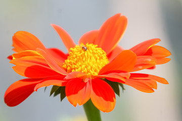 Wall Mural - Macro bautiful flower in the nature