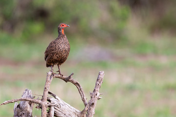 Swainson’s francolin sitting on low dead tree in the morning sun with green background