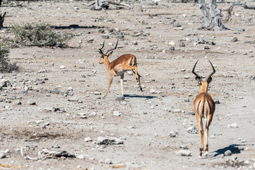 Two Impalas - Aepyceros melampus- grazing on the plains of Etosha National Park, Namibia.