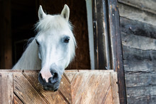 Portrait Of A White Horse On Barn