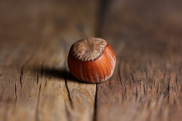 Sticker - hazelnut in a shell close-up on a textured wooden background