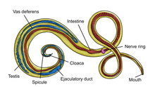 Structure Of Parasitic Roundworm Trichuris Trichiura, Or Whipworm