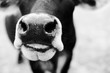 Funny calf face close up with big nose and slobber in black and white.