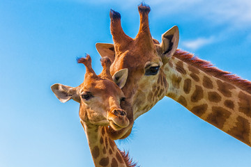 giraffe