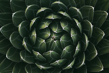 Beautiful Detail Of Lobelia Cactus Dark Green Leaves Pattern. Closeup Top View