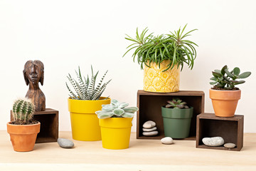 Wall Mural - Collection of various succulents and plants in colored pots. Potted cactus and house plants against light wall. The stylish interior home garden