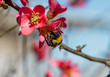 Bee on maule's quince flowers