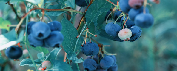 Wall Mural - Fresh Organic Blueberries on the bush, close up, tinted effect, color year 2020 classic blue