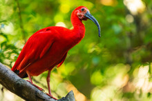 A Scarlet Ibis Among The Trees