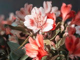 Fototapeta Tulipany - Red and white Alstroemeria bouquet