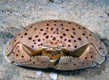 Smooth Box Crab (Calappa Calappa)