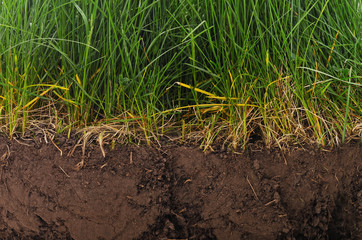 Canvas Print - Grass growing from a layer of earth.