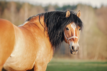 Wall Mural - Portrait of bay horse