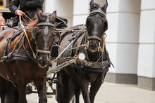 Close-up Of Brown Horses Pulling A Carriage For Tourists And The Streets Of Vienna.