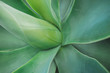 © Preeya - Aloe vera agave plant close up background