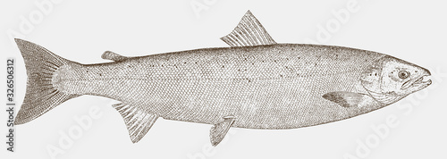 Cuadros en Lienzo Atlantic salmon, salmo salar, a threatened fish from the northern Atlantic Ocean