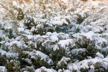 thuja occidentalis in winter in the snow closeup