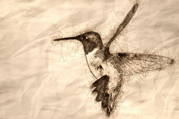 Sticker - Sketch of a Black-Chinned Hummingbird Searching for Nectar in the Flower Garden