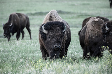 Wall Mural - Large Bison Grazes in Field