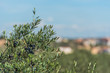 Olive branch on blurred background, Tarragona, Catalonia, Spain. With selective focus.