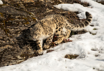 Poster - Himalaya Sow Leopard