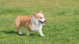 Fototapeta Psy - Happy and active purebred Welsh Corgi dog running in the grass field on a sunny summer day.