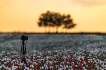 Shooting a beautiful field full of poppies at a golden hour