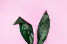 Rabbit Ears Made Of Natural Green Tropical Leaves On Pink Pastel Background. Easter Creative Concept.