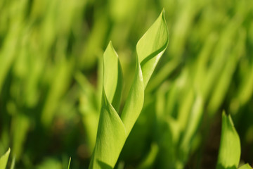  Lilies of the valley, green leaves, background.