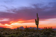 Desert landscape with Saguaro cactus at sunset