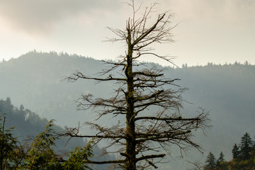 Poster - The Chimney Tops. The Great Smoky Mountains