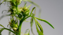 Cannabis Hermaphrodite Marijuana Weed Plant With Flower And Seeds