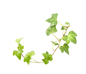 green ivy isolated on a white background.