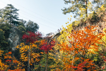 Colorful forest of National Botanical Garden of Georgia in Tbilisi, Georgia.