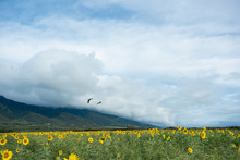 Hawaiian Nene Goose Flying Over Sunflower Field