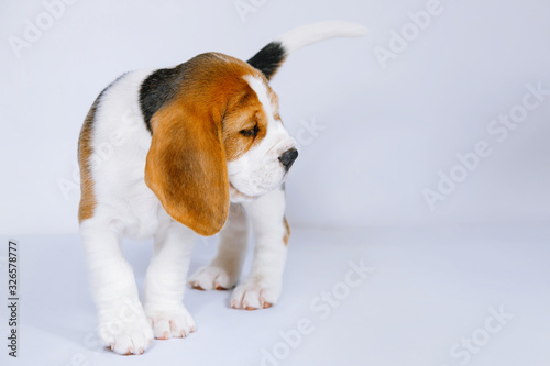 Fotomural Puppy beagle on a white background.