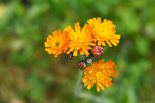 Pilosella Aurantiaca Fox And Cubs Orange Wildflower 