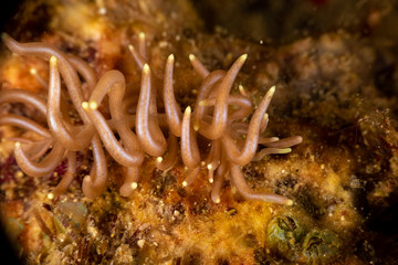 Canvas Print - The most beautiful underwater snails of the Indian and Pacific Ocean