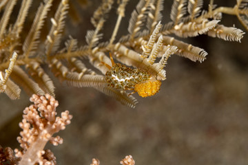 Canvas Print - The most beautiful underwater snails of the Indian and Pacific Ocean