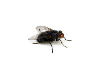 Canvas Print - fly isolated on a white