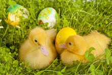Sleepy Easter Ducklings