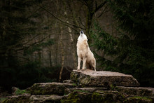 Howling Of White Wolf In The Forest