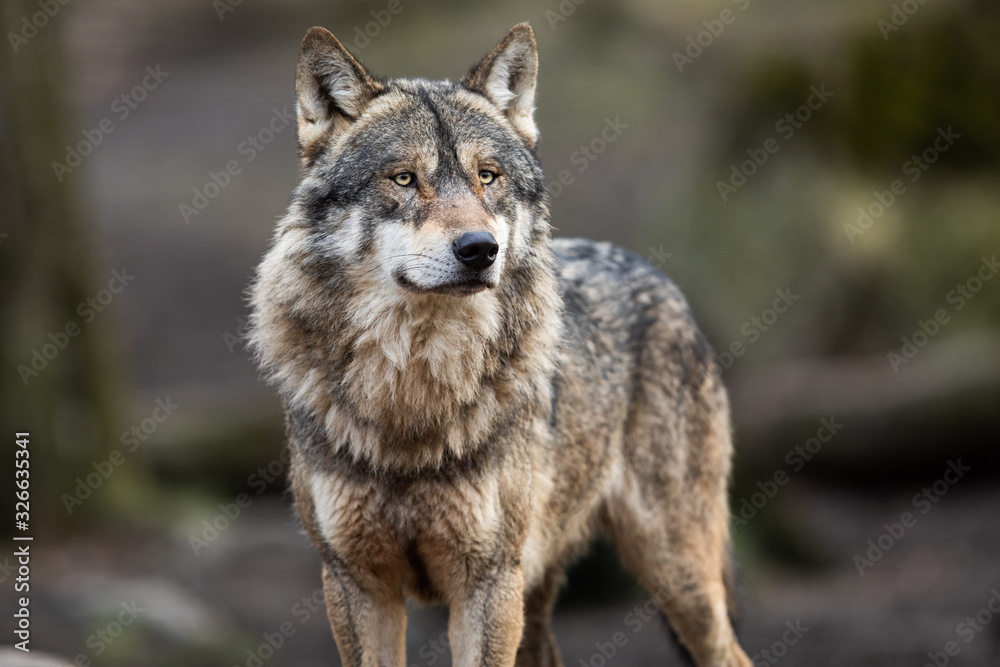 Portrait of grey wolf in the forest - obrazy, fototapety, plakaty 