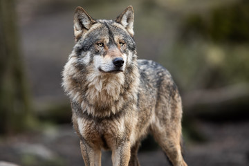 Naklejka na meble Portrait of grey wolf in the forest