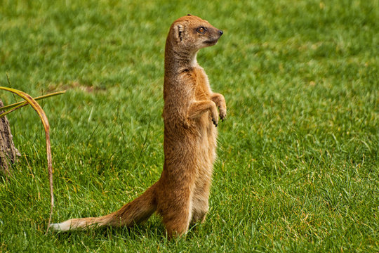 Fuchsmanguste
