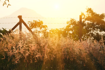Wall Mural - grass flowers and light from the sun.