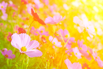 Wall Mural - flower garden and the light of the sun